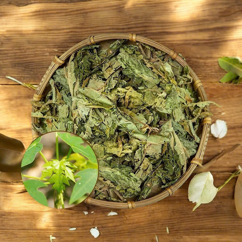 Bí Quyết dân gian từ lá đu đủ đực ít ai biết