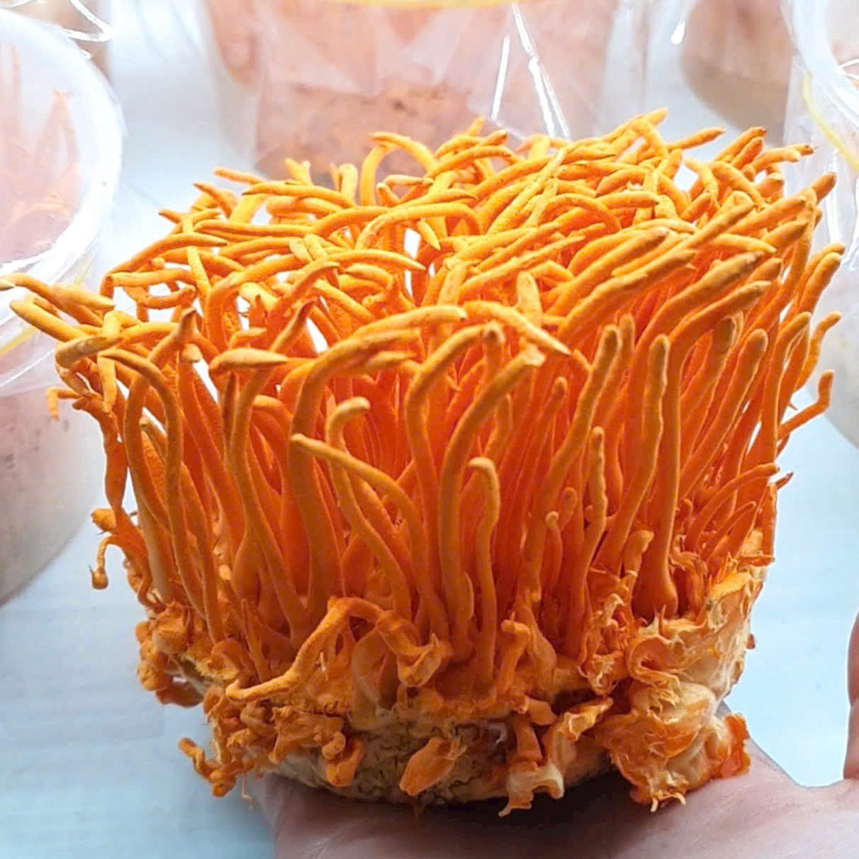 Phân biệt Sợi Đông Trùng và Nấm Đông Trùng Hạ Thảo