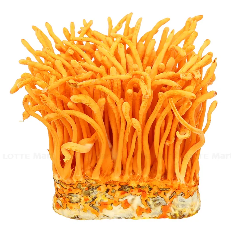 Đông Trùng – Thần dược tái sinh năng lượng, trẻ hóa từ bên trong!