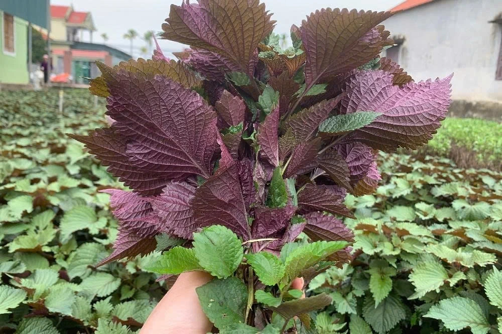 Lá tía tô có công dụng gì? Lợi ích vàng cho sức khỏe và sắc đẹp