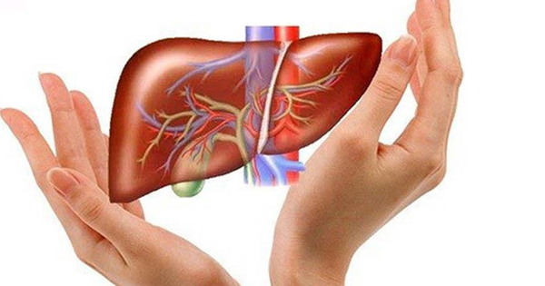 Tại sao gan được gọi là “nhà máy thải độc” của cơ thể?