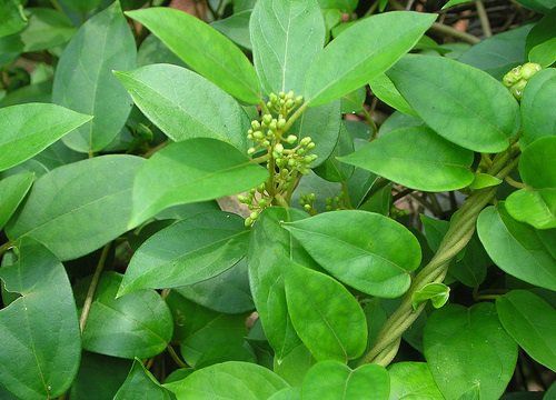 Vì sao dây thìa canh được gọi là “khắc tinh” của đường huyết cao?