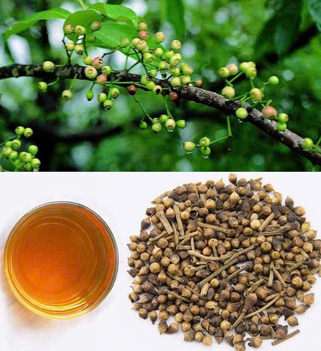 Nụ vối - Hoa vối