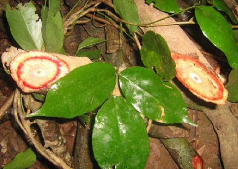 Cây Huyết Đằng