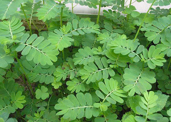 Cây Chó Đẻ (Cây Diệp Hạ Châu)