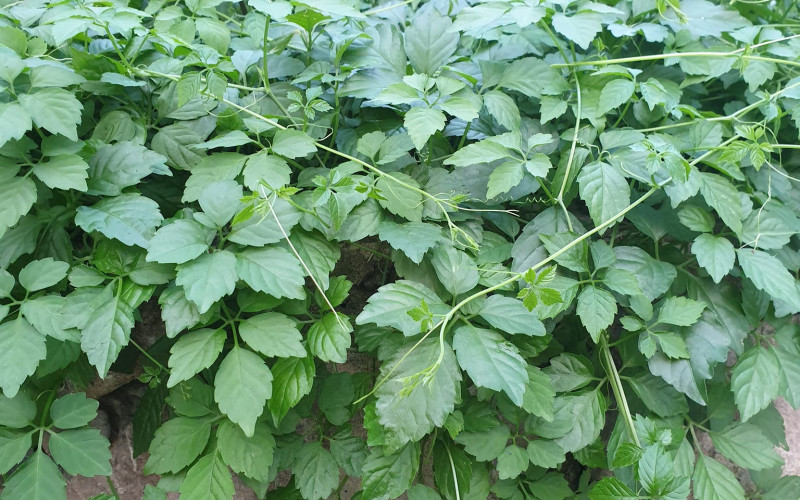 Cây Giảo Cổ Lam khô